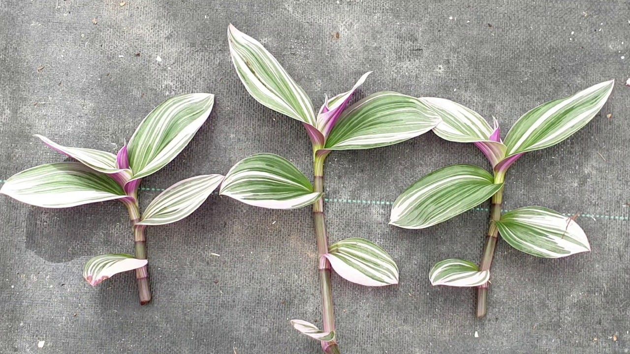 Propagate Tradescantia: Essential Steps for Beautiful Plants