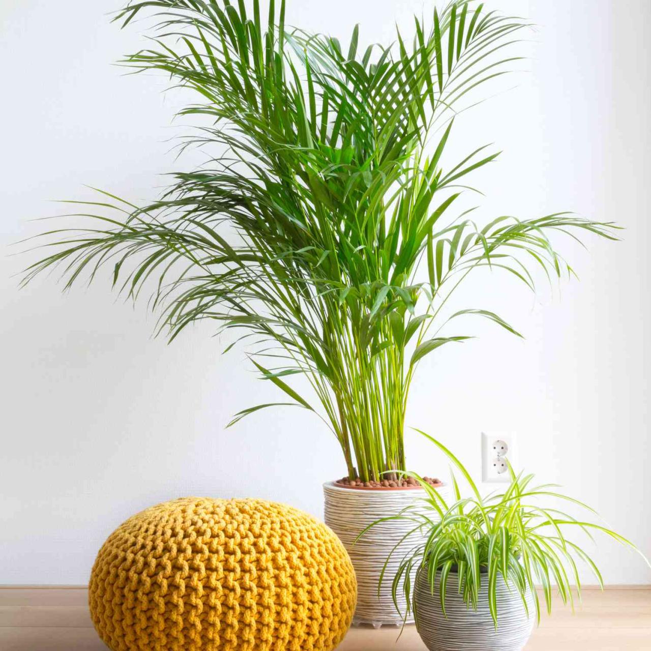 The Best Common Houseplants for Air Purification