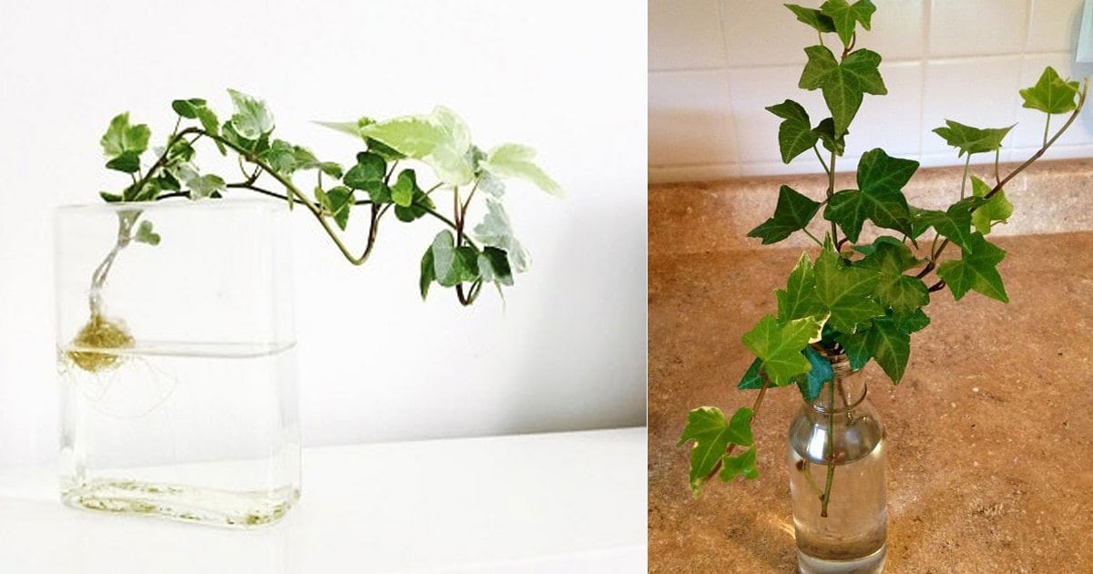 Double Your Ivy Collection with These Foolproof Propagation Hacks