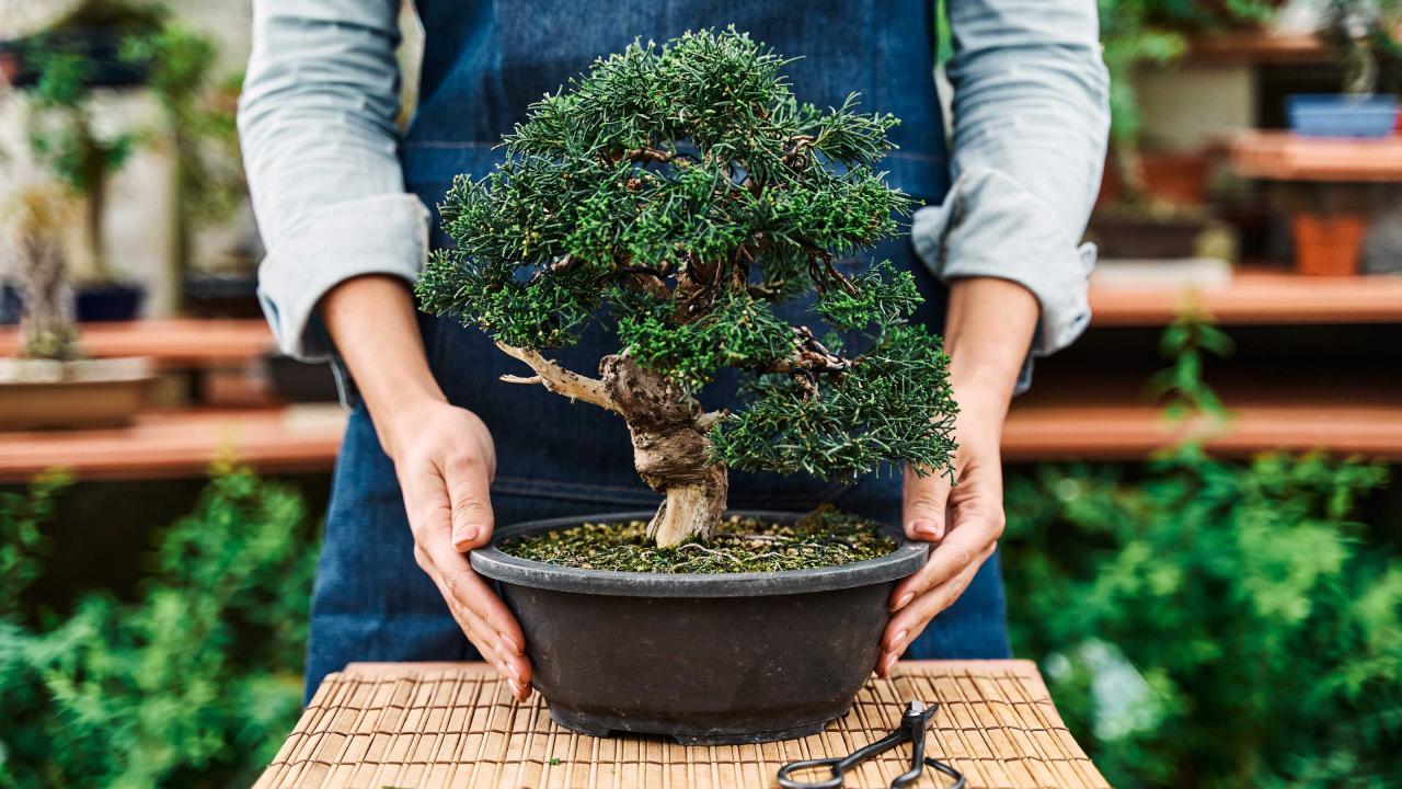 Bonsai Care Tips to Keep Your Tree Happy