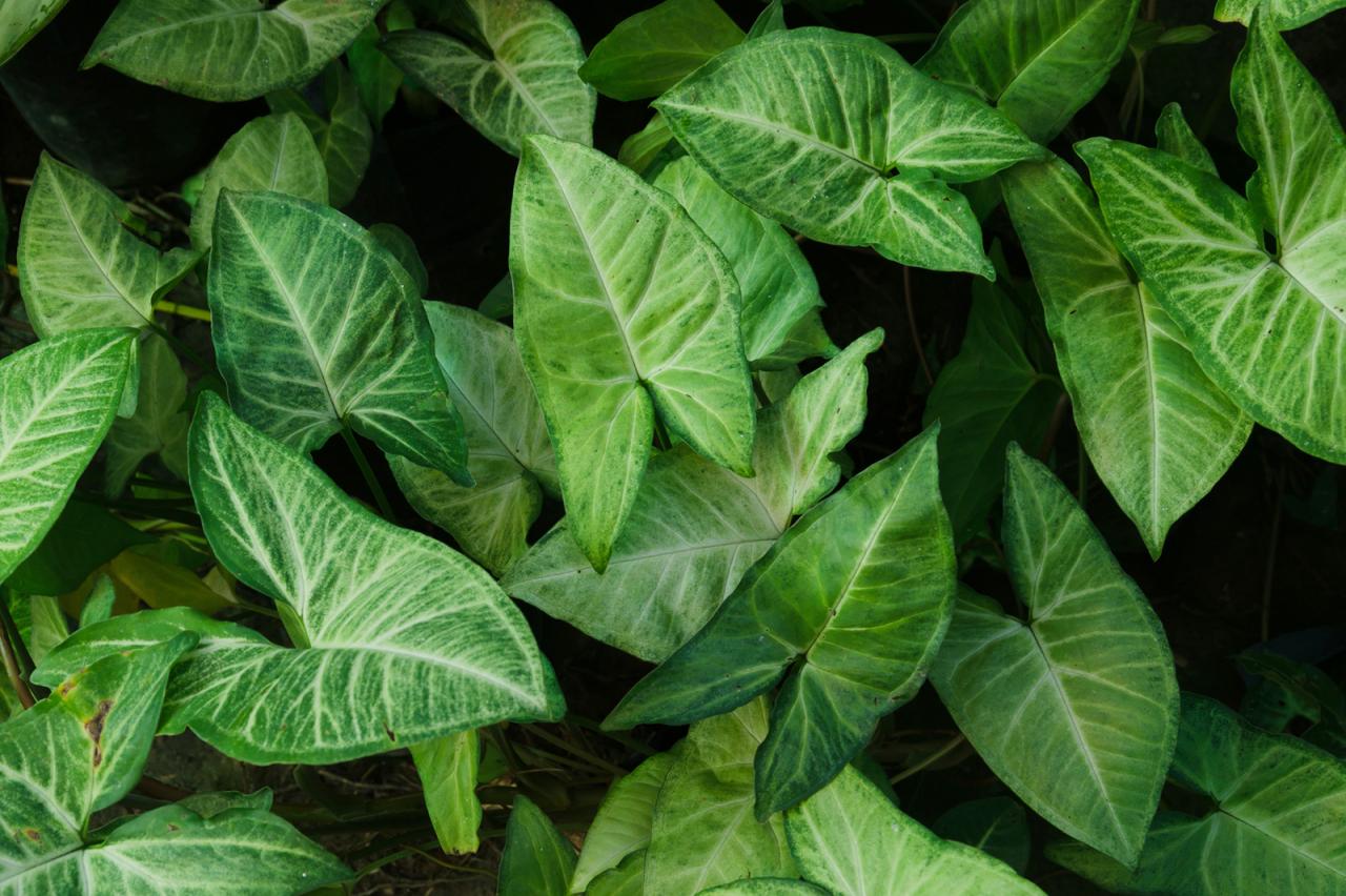 How to Keep Arrowhead Plant Leaves Vibrant and Green