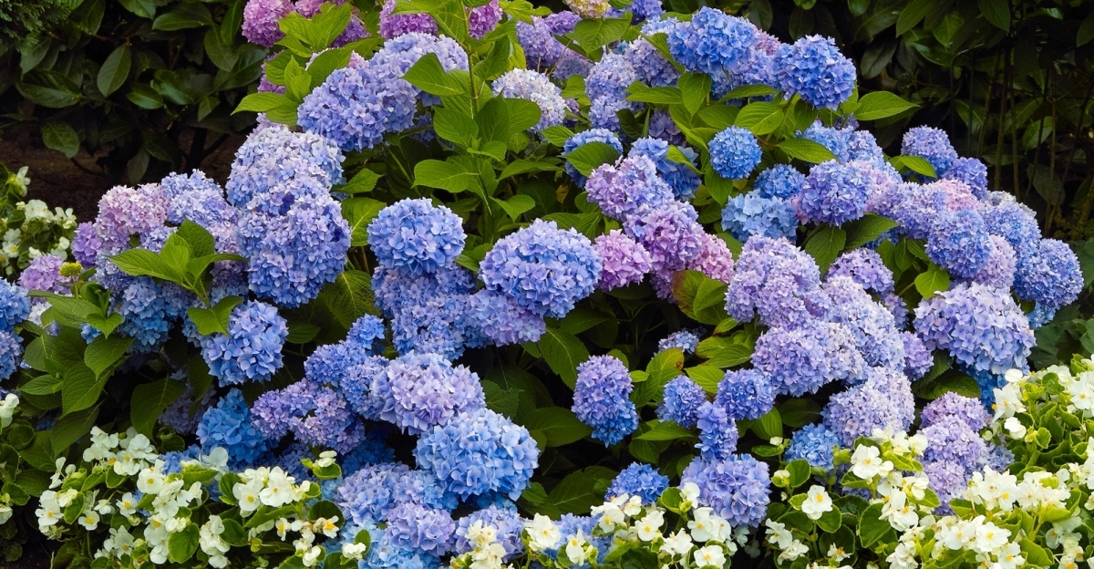 The Best Hardy Companion Plants for Cold Climate Hydrangeas