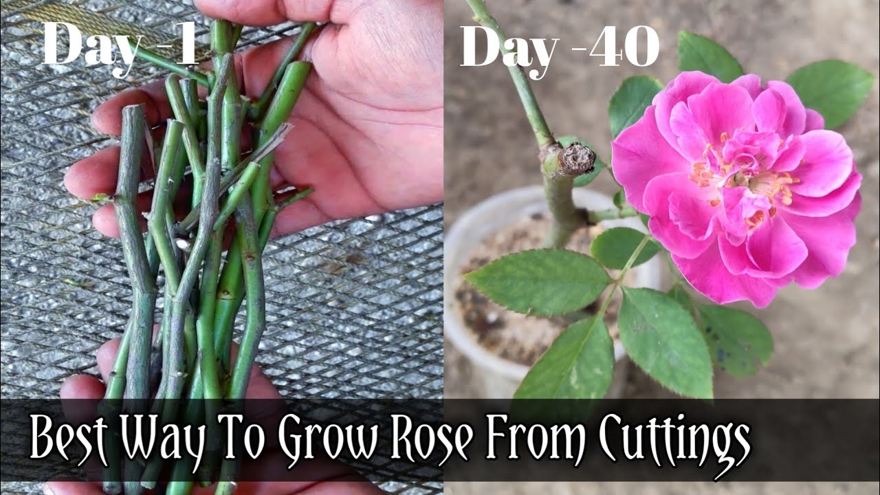 Roses cuttings growing gardening herb