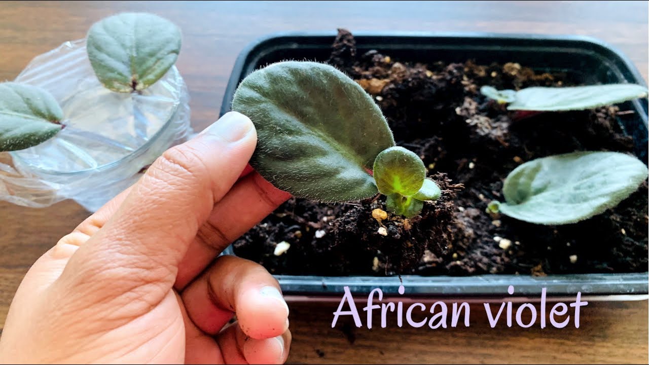 Leaf Propagation: The Easy Way to Grow African Violets