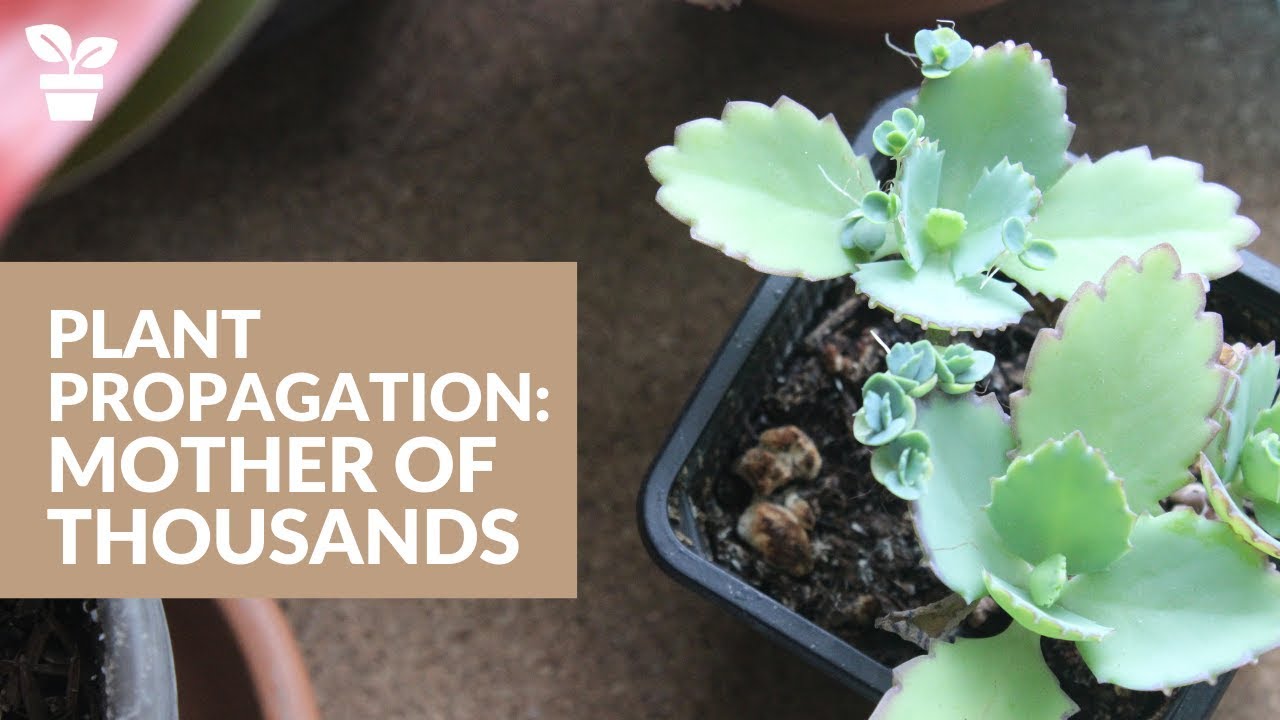 The Ultimate Propagation Guide for Mother of Thousands Enthusiasts