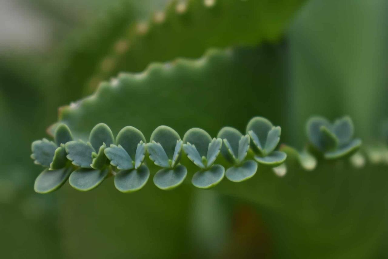 The Ultimate Propagation Guide for Mother of Thousands Enthusiasts