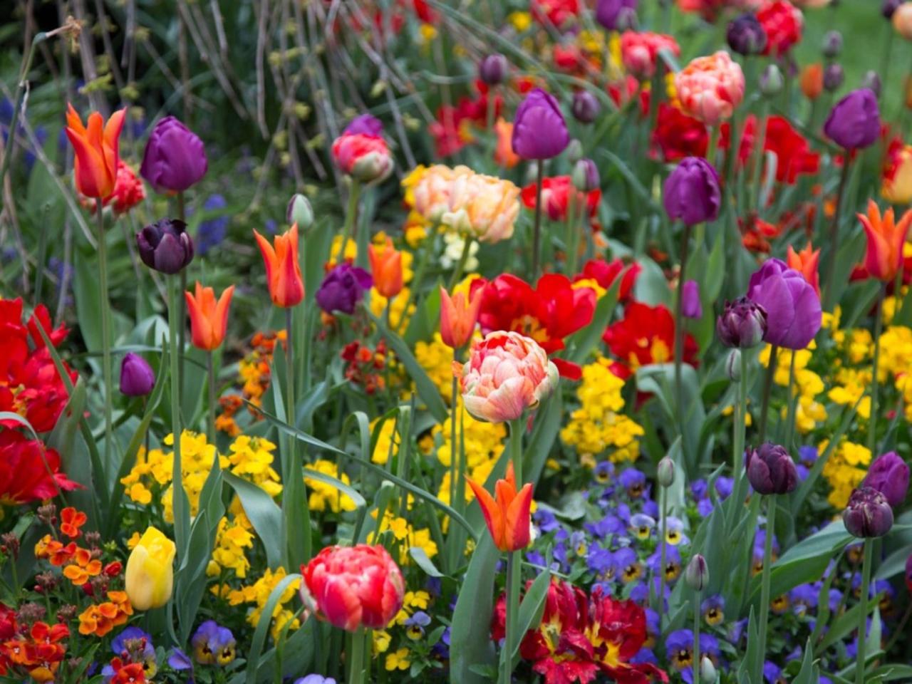 How To Create A Colorful Spring Garden With Fall-Planted Bulbs