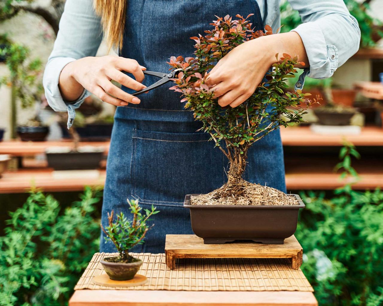 Bonsai Care Tips to Keep Your Tree Happy